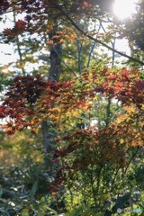 遊歩道の紅葉