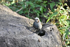ズーラシアの野鳥