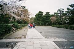 京都の桜2