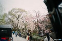 京都の桜4