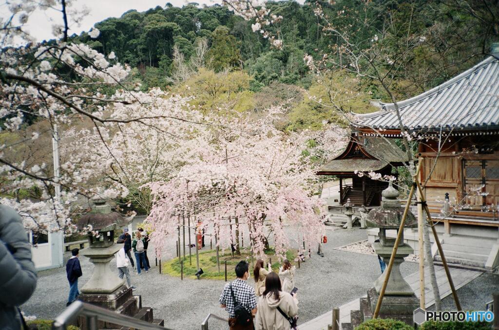 京都の桜3