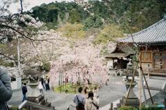 京都の桜3