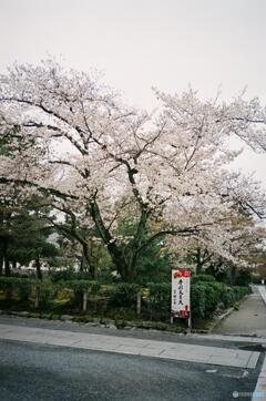 京都の桜