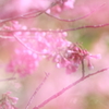 春の花