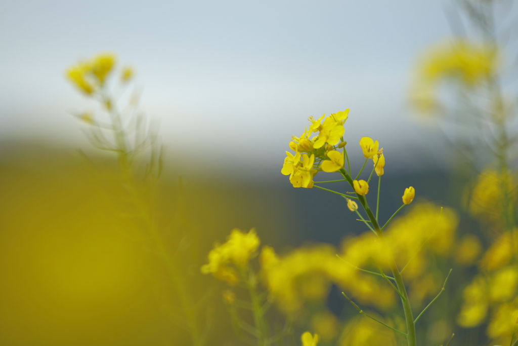 菜の花