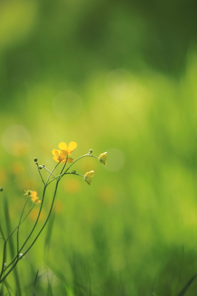 小さな花