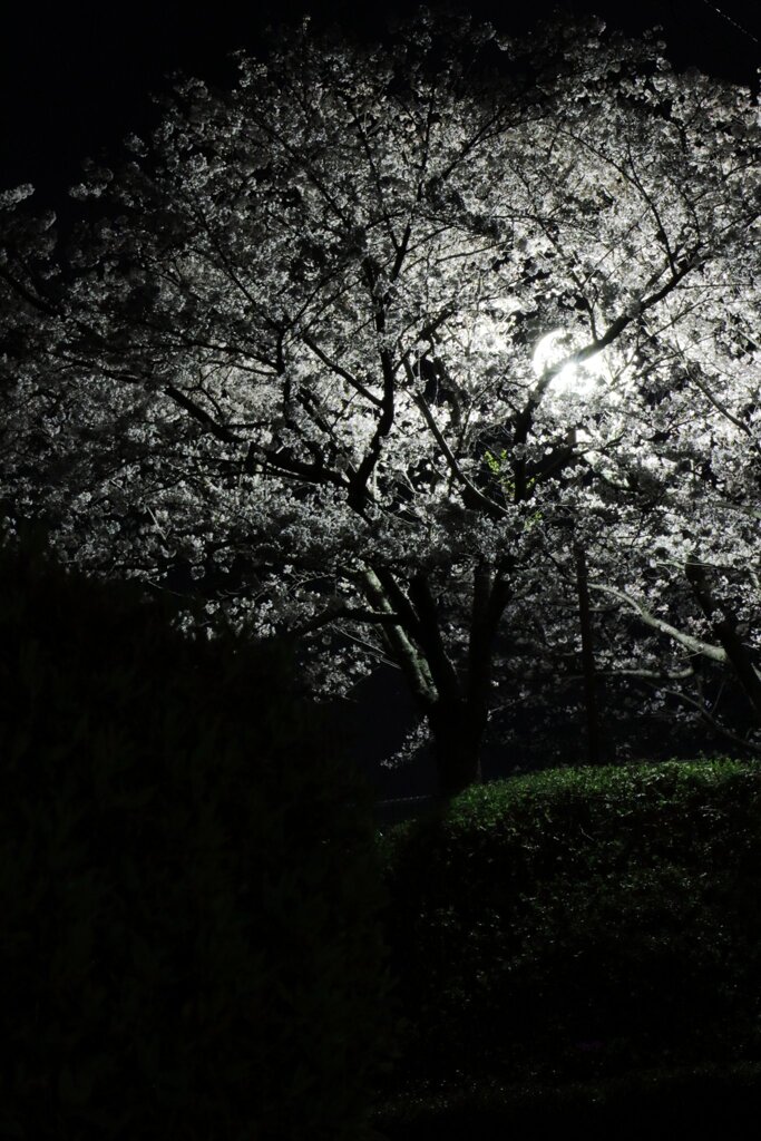 夜桜