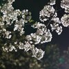 夜桜３