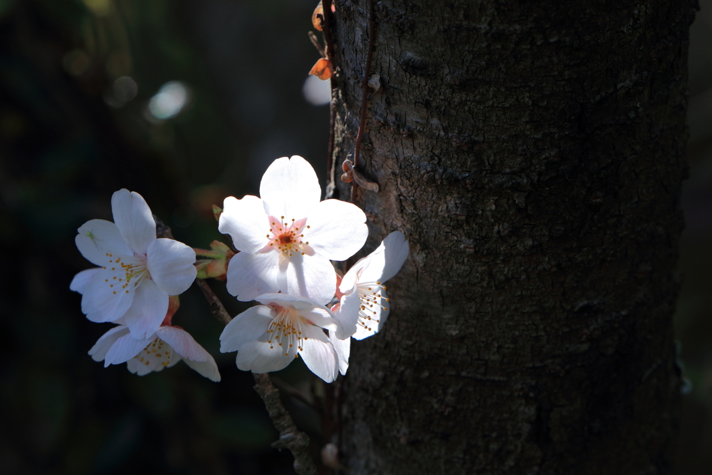 桜　スポット光