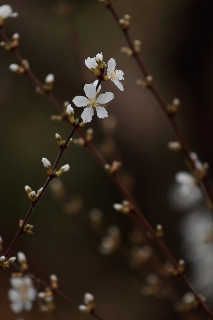 開花