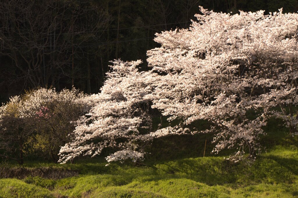 桜