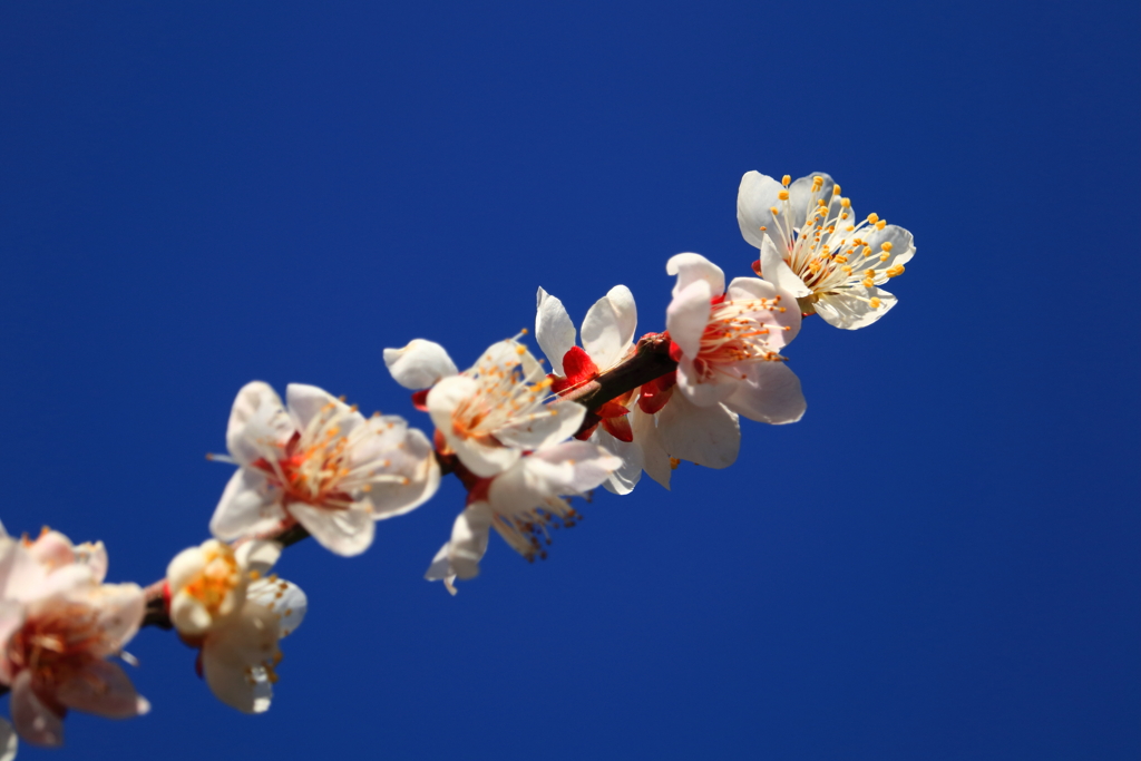 梅の花