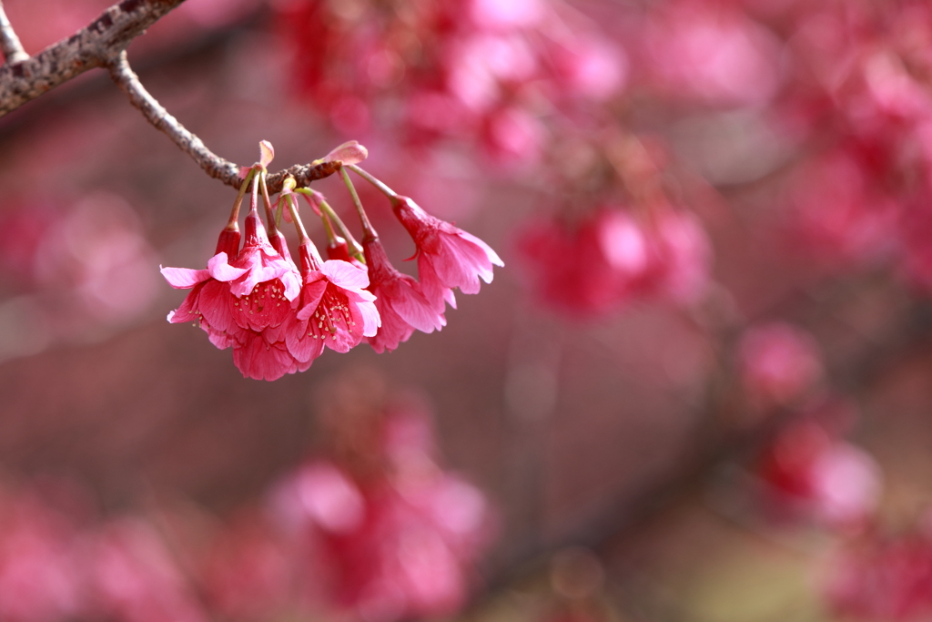 春の花2