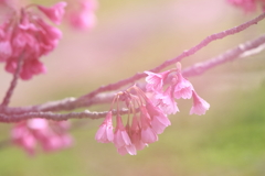 春の花