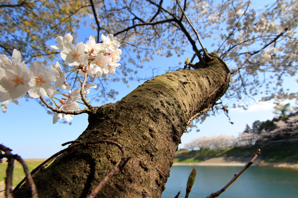 桜の太い枝