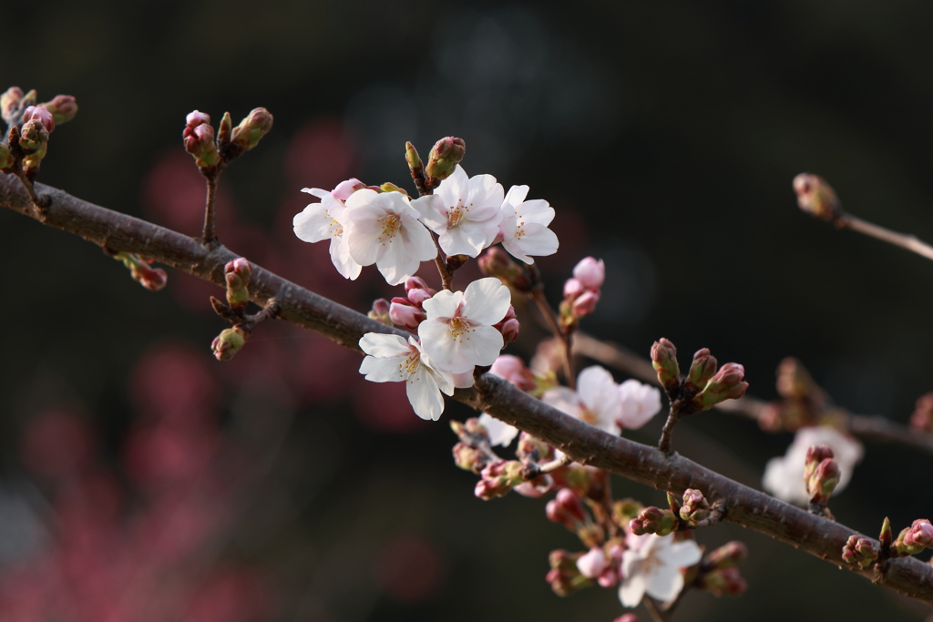 開花３