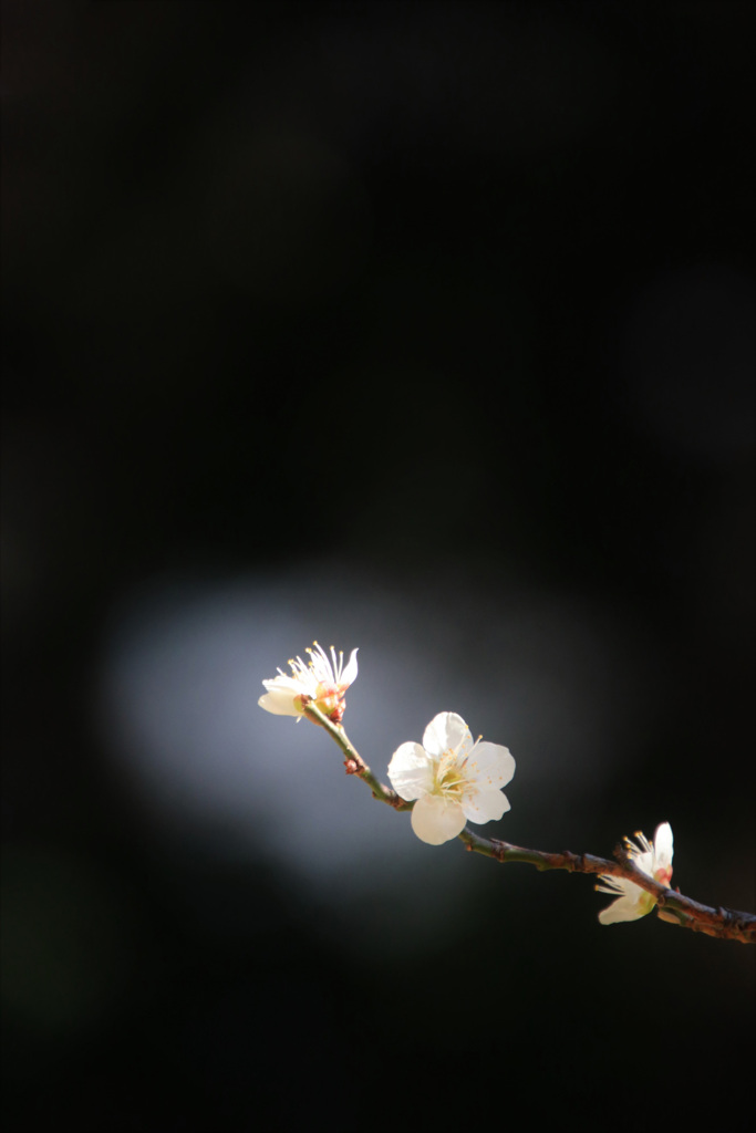 梅 花