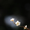 梅 花