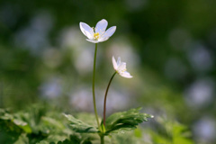 春到来(二輪草)