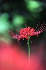 彼 岸 花