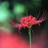 彼 岸 花