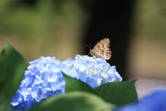 紫陽花に蝶
