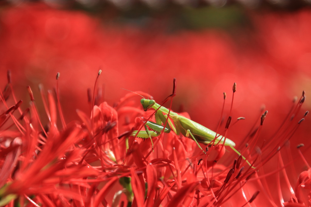 彼岸花にカマキリ