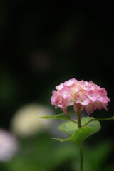 紫 陽 花