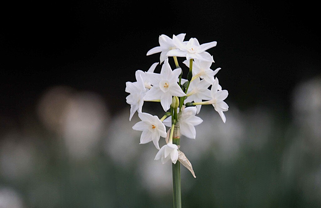 水  仙(ペーパーホワイト)