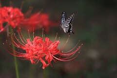 彼  岸  花に蝶