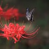 彼  岸  花に蝶