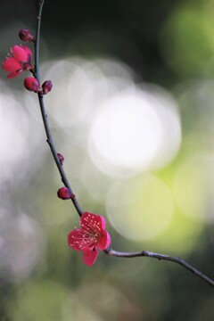 梅 花
