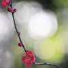 梅 花