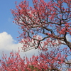 梅  花