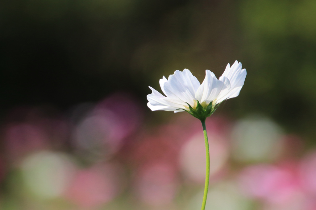 秋桜