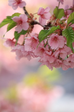 桜 花