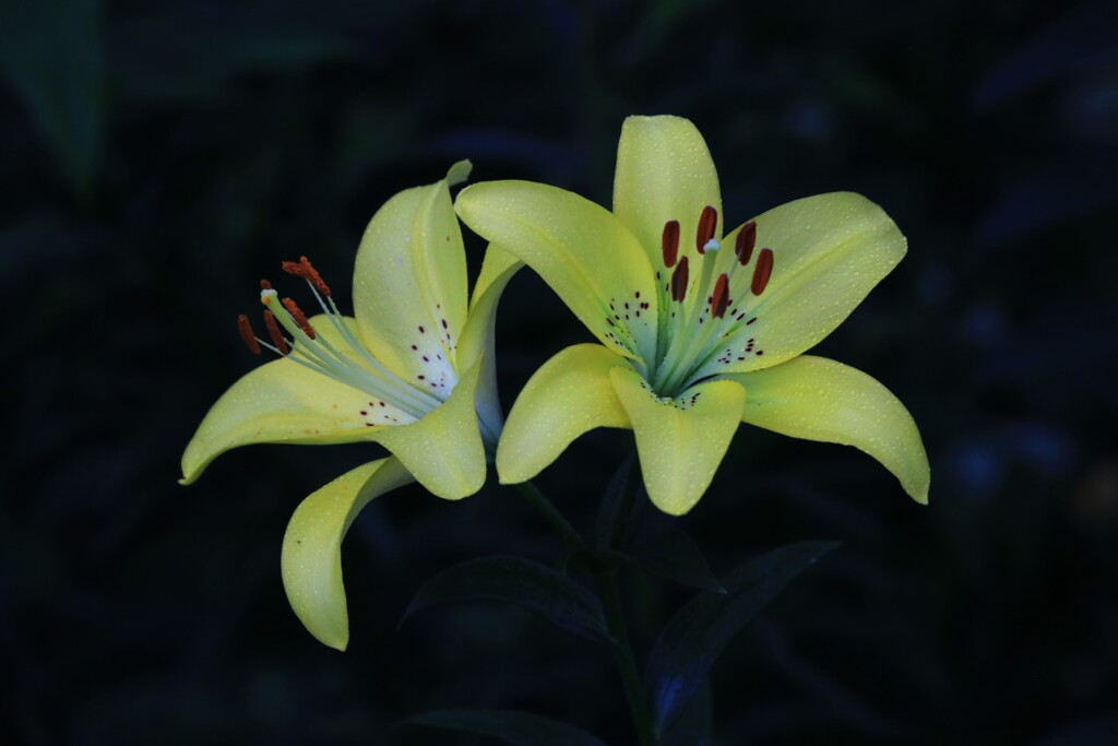 百合
