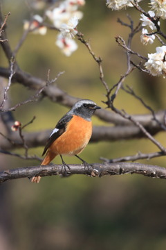 梅にジヨウビタキ