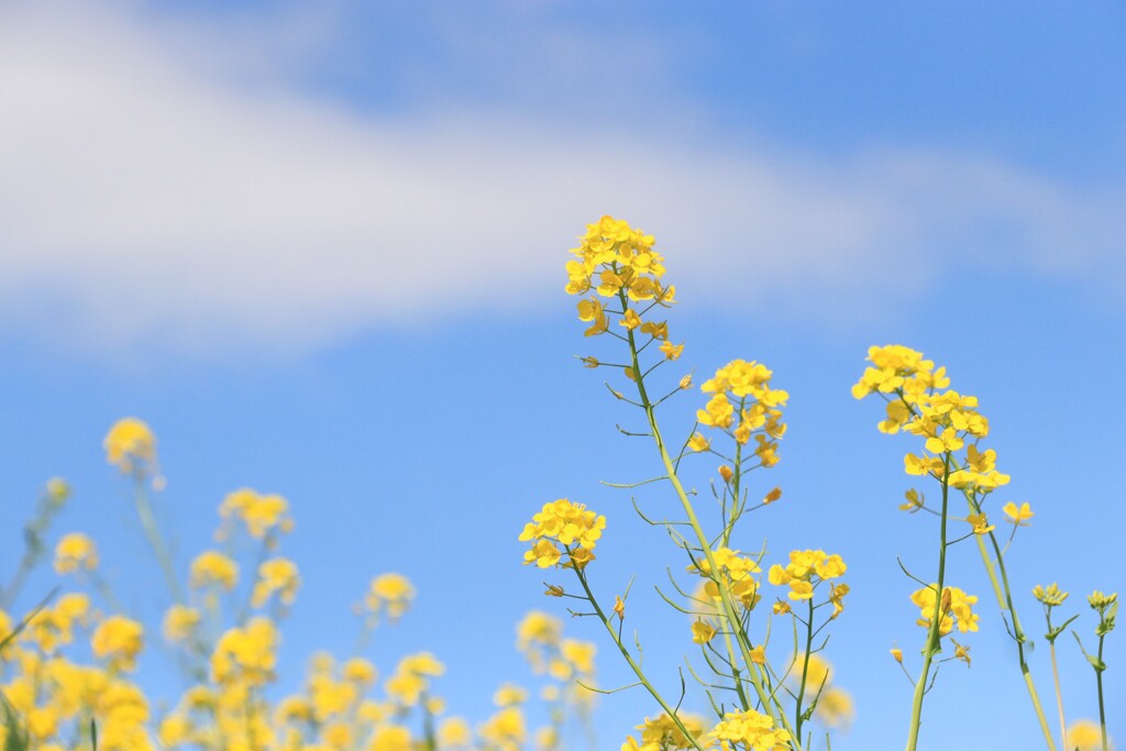 菜の花