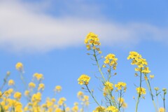 菜の花