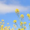 菜の花
