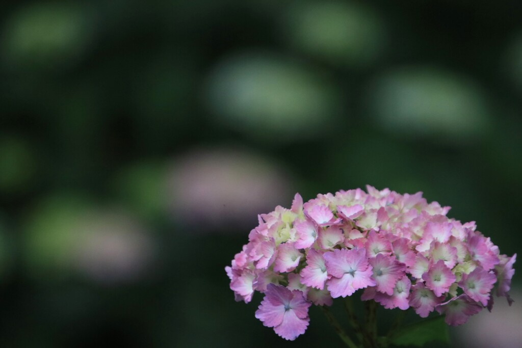 紫陽花