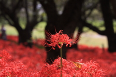 彼  岸  花