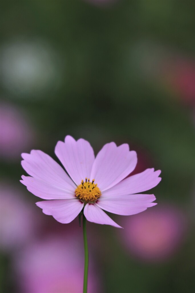 秋 桜