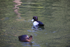 野鳥(見つめあい)