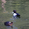 野鳥(見つめあい)