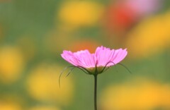 秋桜