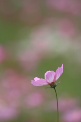 秋桜