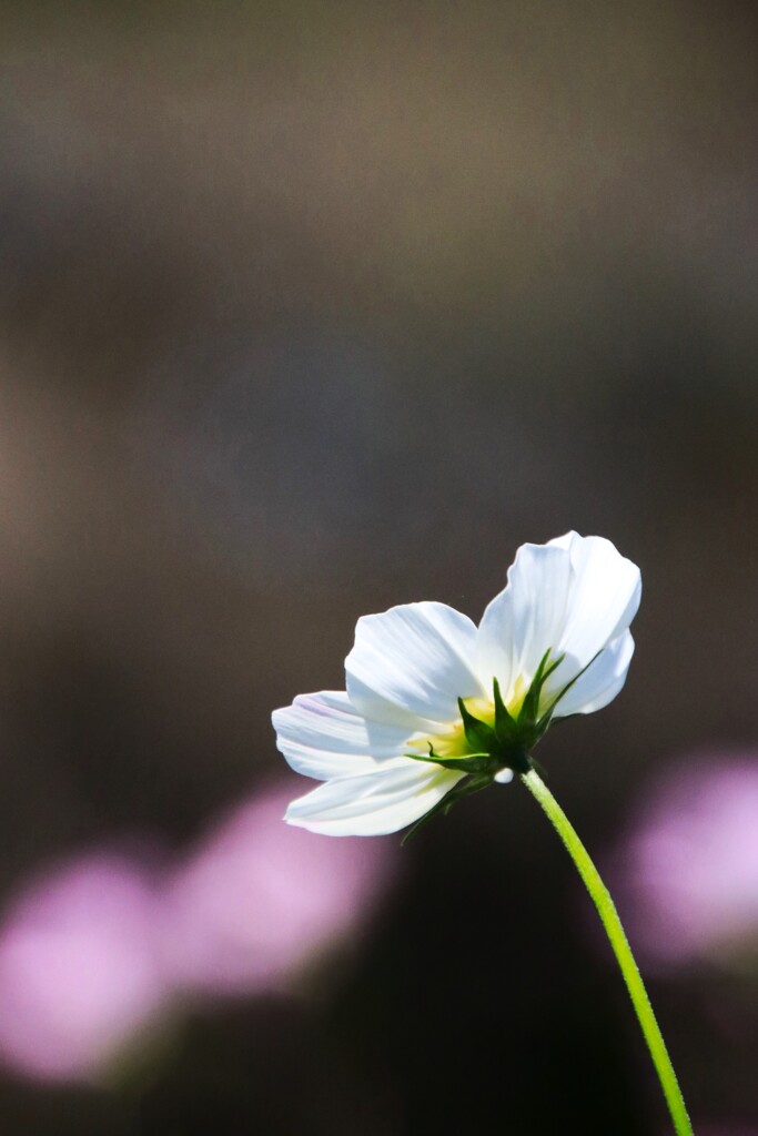 秋 桜