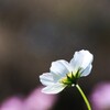 秋 桜